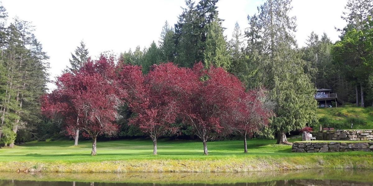 Galiano Golf Course photo 3