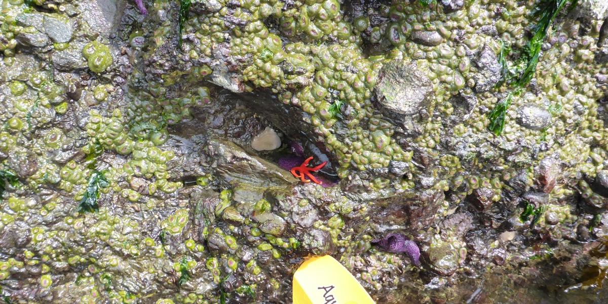 Gulf Island Kayaking photo 3